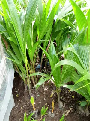 Hybrid and Dwarf Coconut Seedlings