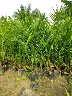 100% Malaysia Supergene Seedlings And Sprouted Seeds