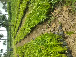 Hybrid Malaysia Supergene Seedlings