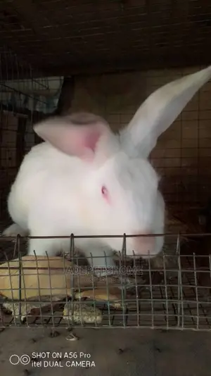 Giant Rabbits Are Available For Sale