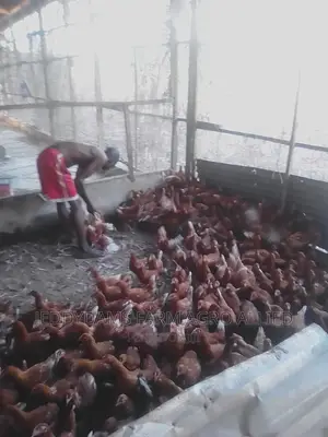 Point of Cage, Point of Lay.