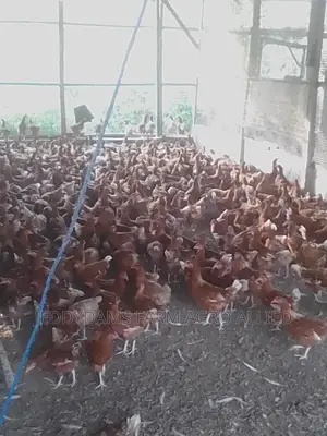 Point of Cage, Point of Lay.