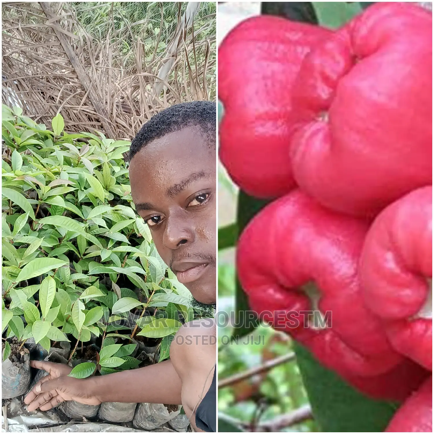 Best Improved Malay/ Bell/ Java/ Rose Nigeria Apple Seedling
