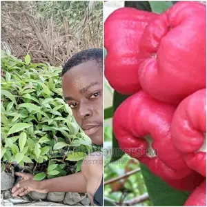Best Improved Malay/ Bell/ Java/ Rose Nigeria Apple Seedling