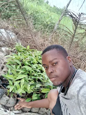 Best Improved Malay/ Bell/ Java/ Rose Nigeria Apple Seedling
