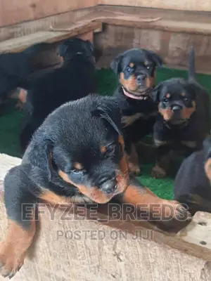 1-3 Months Male Purebred Rottweiler