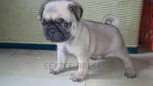 1-3 Months Male Purebred Pug