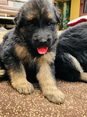 1-3 months Female Purebred German Shepherd