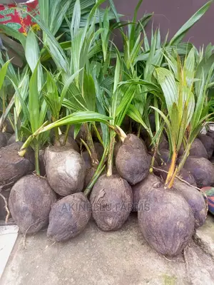 Malaysian Dwarf/Hybrid Coconut Seedlings.