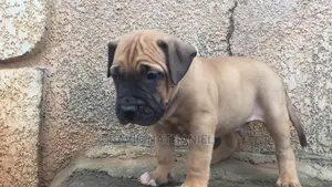 1-3 months Male Purebred Boerboel