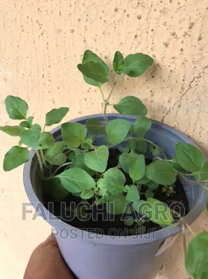 Greek Oregano Seedlings