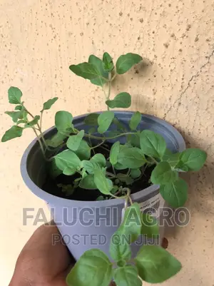 Oregano Seedlings (Oregano Vulgare, Cuban And Greek Oregano)