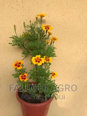 French Marigold Seedlings