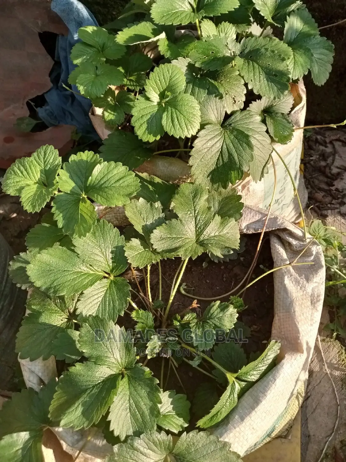 Strawberry Seedling