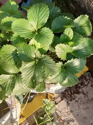 Strawberry Seedling