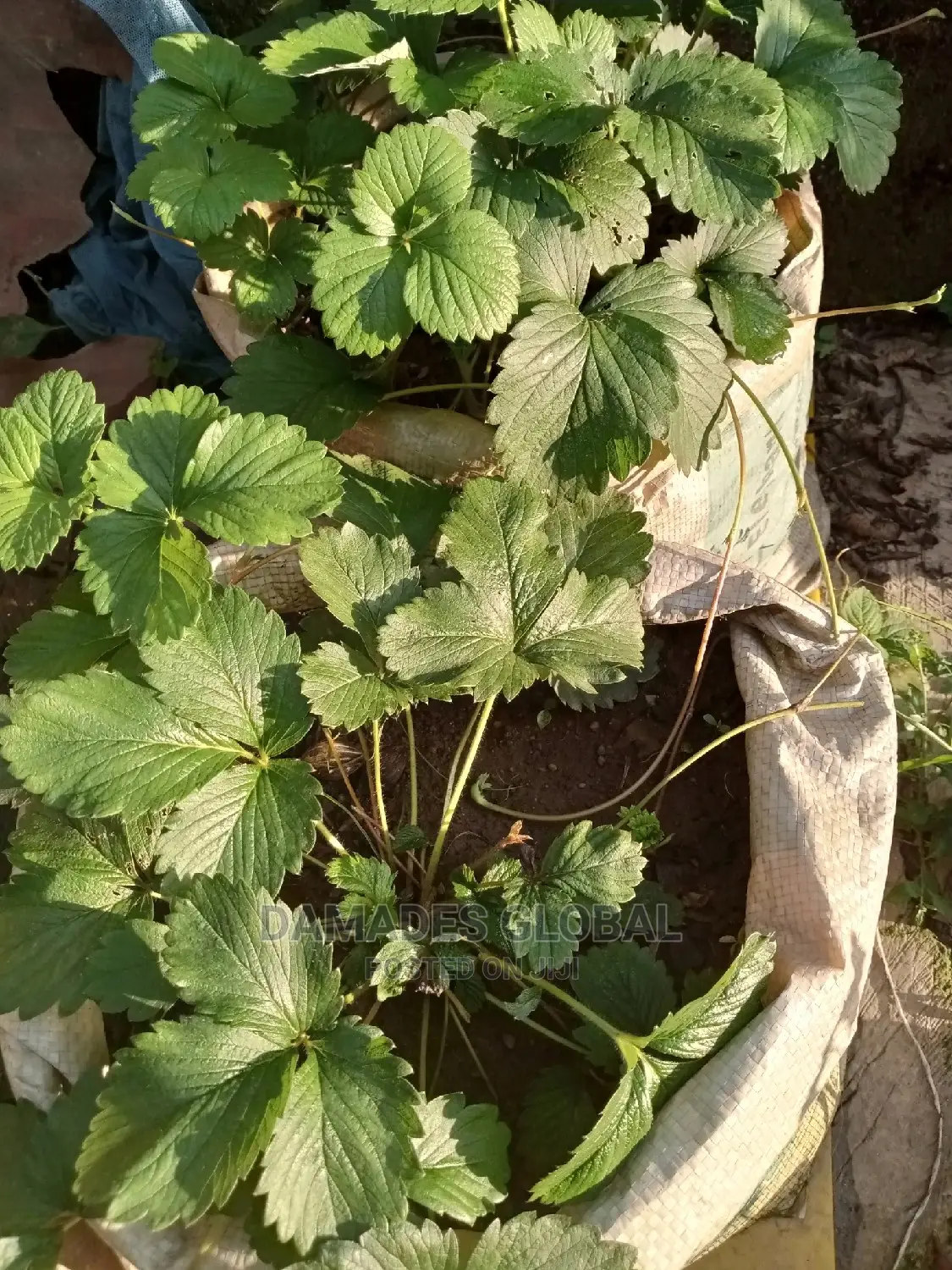 Strawberry Seedling