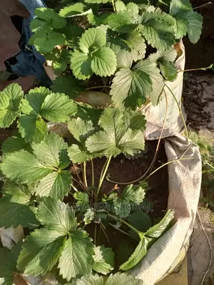 Strawberry Seedling