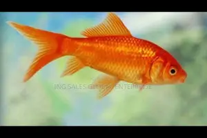 1.1 Inches Goldfish for Fishbowl/Aquarium