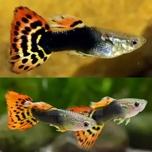 Guppy Fish