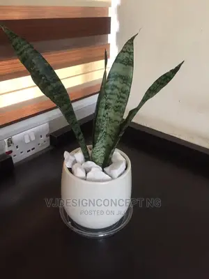 Life Plant
