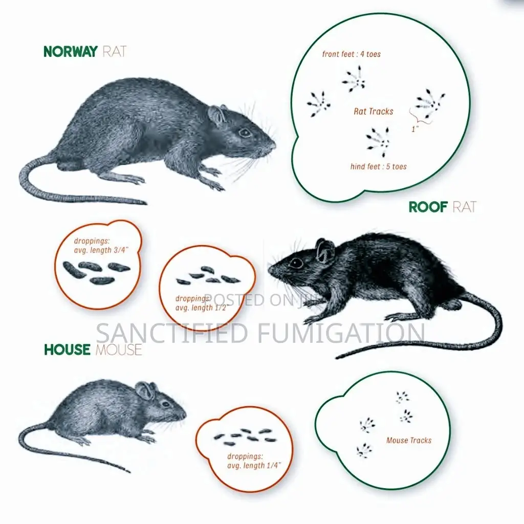 Rat Killer Prof