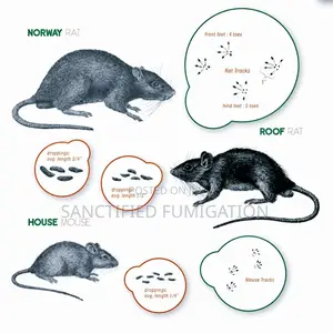 Rat Killer Prof