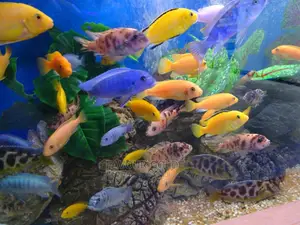 African Cichlids