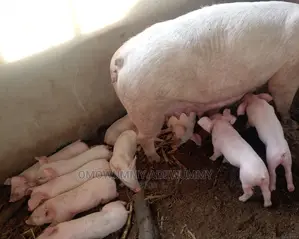 Exotic Pigs Breeding Farm