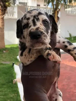 1-3 Months Female Purebred Great Dane