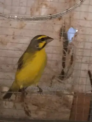Singing Canary