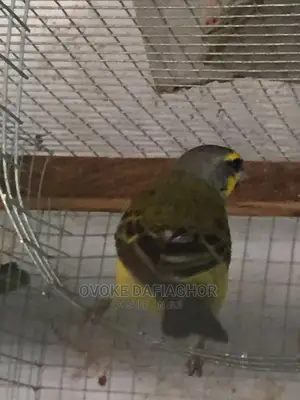 Singing Canary