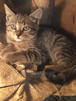 1-3 months Male Purebred Exotic