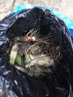 Cocoyam Yam Suckers