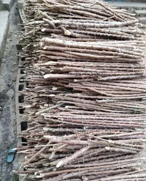 Best Improved Cassava Stem