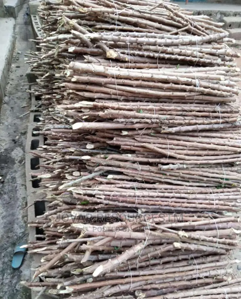 Best Improved Cassava Stem