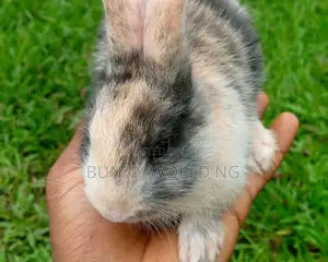 Foreign Japanese Harlequin Rabbit for Sale
