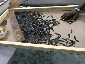 Healthy Fast Growing Catfish Seeds Available for Pickup