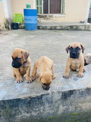 1-3 months Male Purebred Boerboel