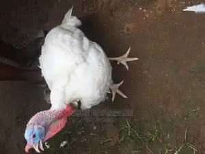 Hybrid Turkeys Jumbo Size