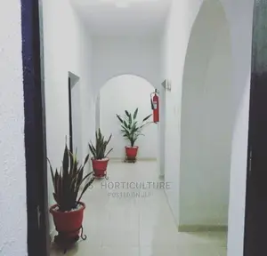 Colorful Stone And Whitestone,Potted Ornamental Plant