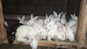 Bunnies Mature Is Available In Abuja For Pet And Breeding.