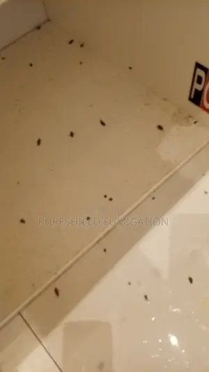 Draven Bug and Cockroaches Fumigation
