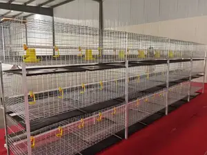 120 Broiler Battery Cage for Modern Farmers