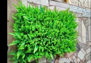 Flower Grass Bed for Interior Design