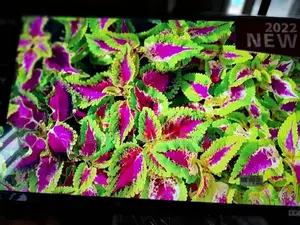 55" Lg Plasma Television