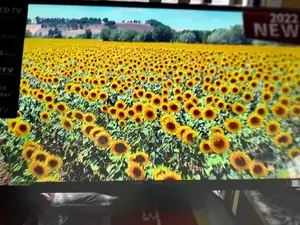 65 Inches LG Plasma Television Set