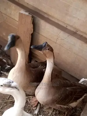 Chinese Geese Are Available For Sale