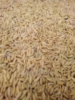Rice Paddy