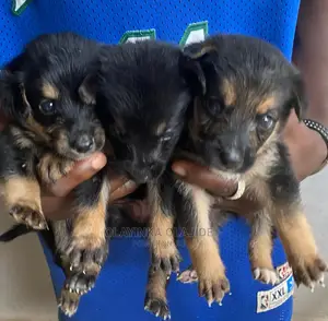 1-3 months Female Purebred German Shepherd