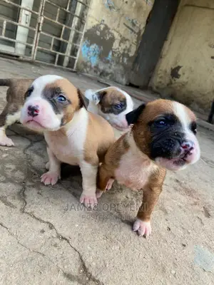 1-3 months Female Purebred American Pit Bull Terrier